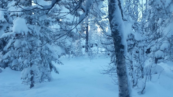 winter trees