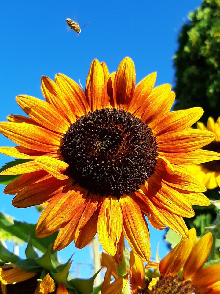 Sunflower Sweetness