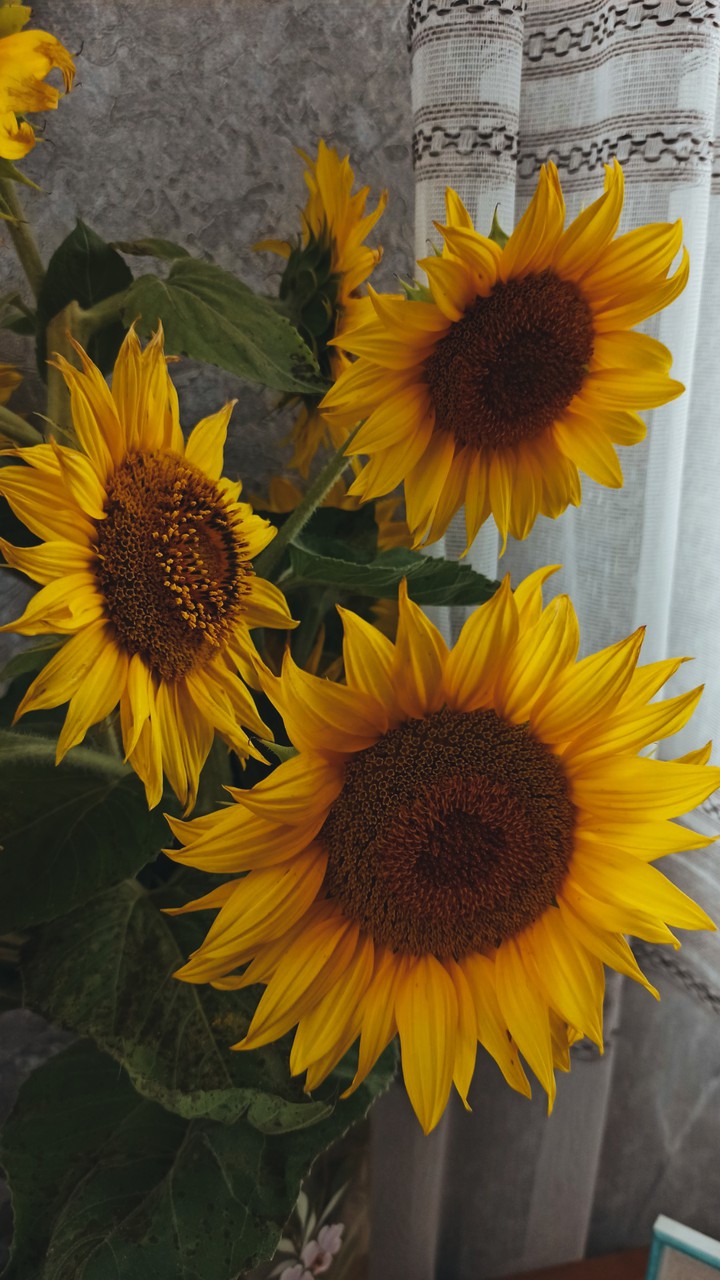 sunflower ?