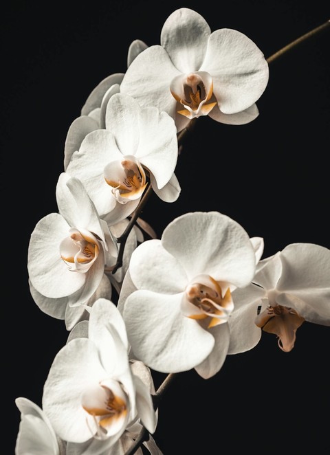 Close-up, White achtergronden