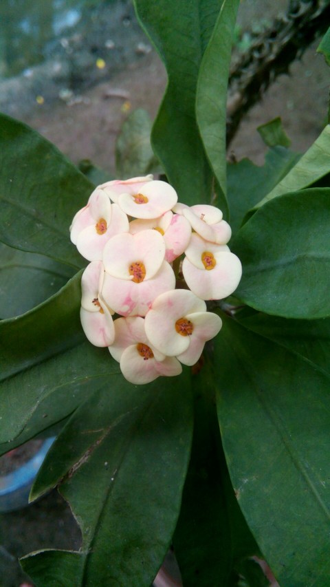 papéis de parede flower, leaf