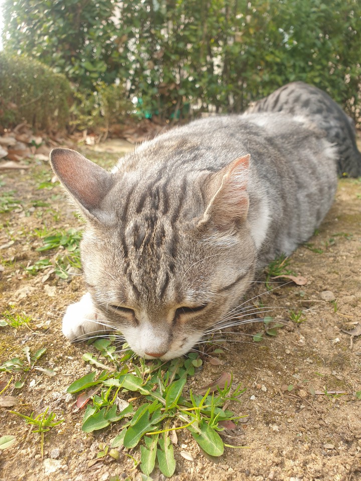 cat