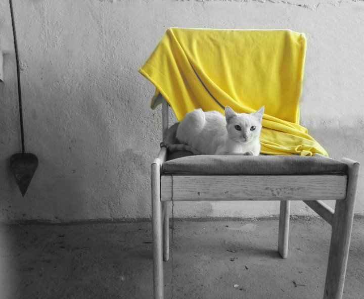 Cat People..