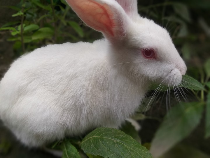rabbit