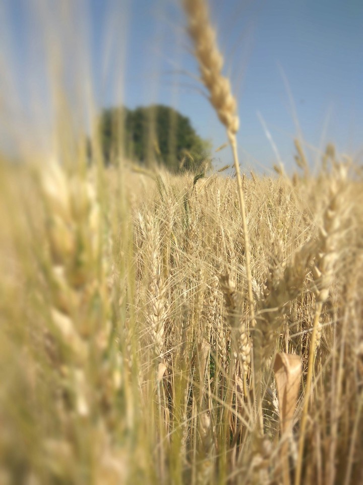 HD Wheat