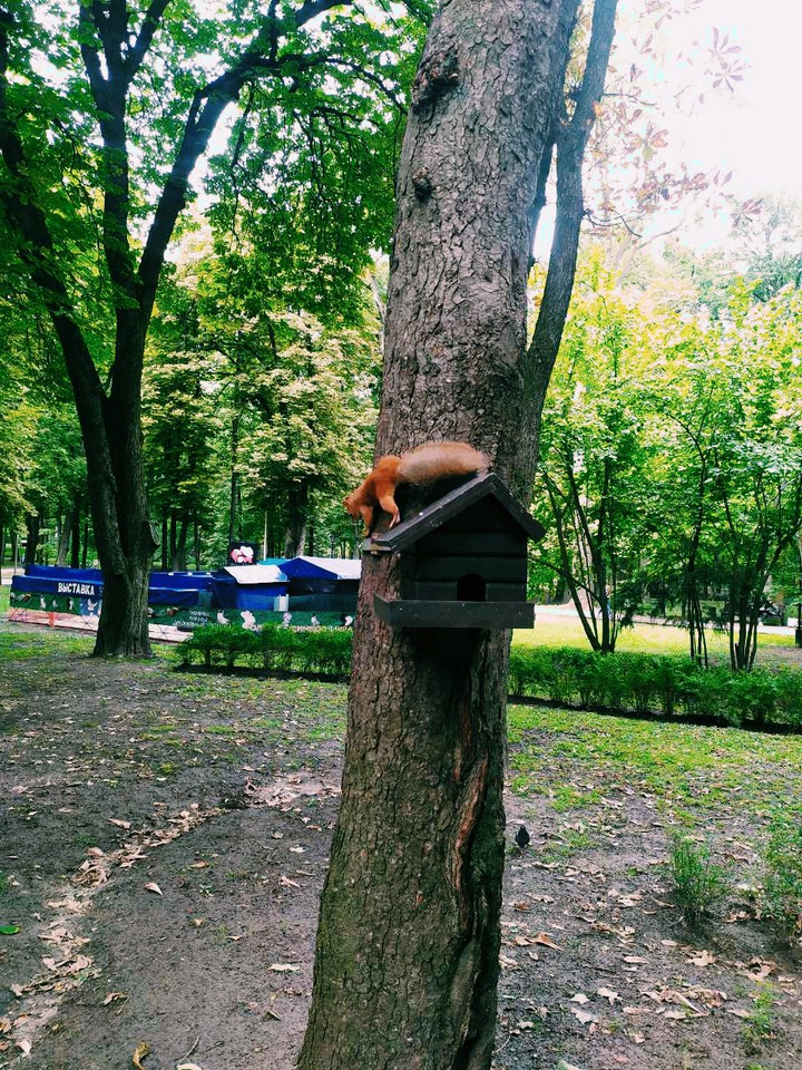 Тайны леса
