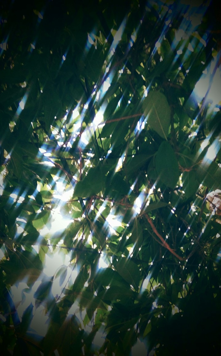 shine through