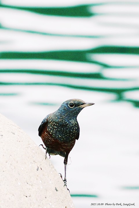 passerine, vertebrate壁紙