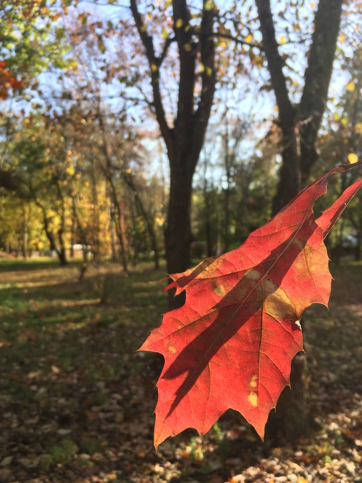 autumn leafs