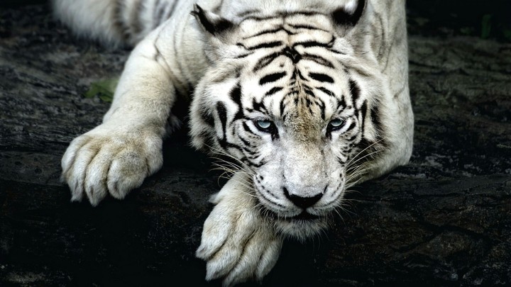 White tiger
