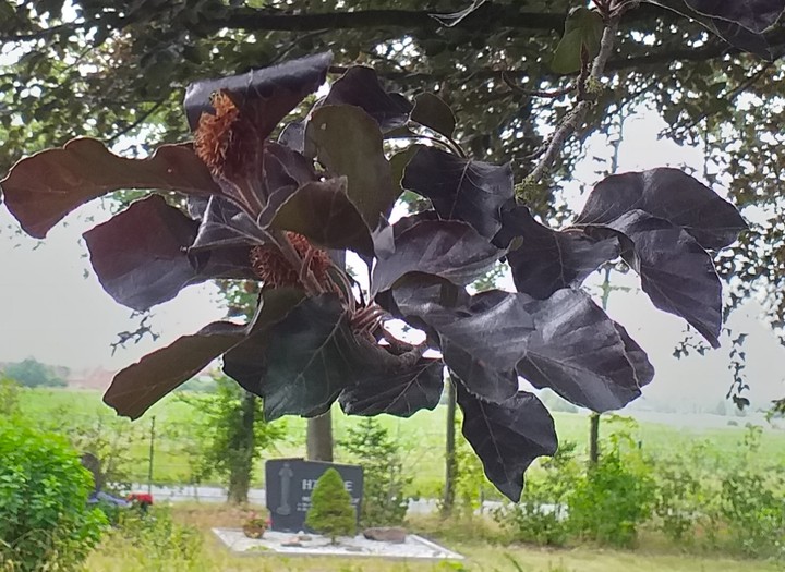 Blätter