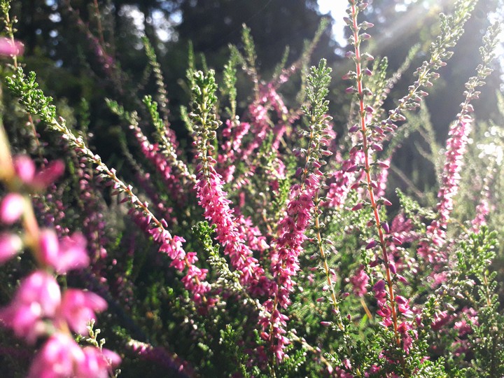 heather