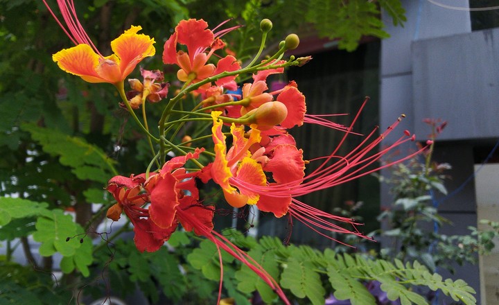 red and yellow.!