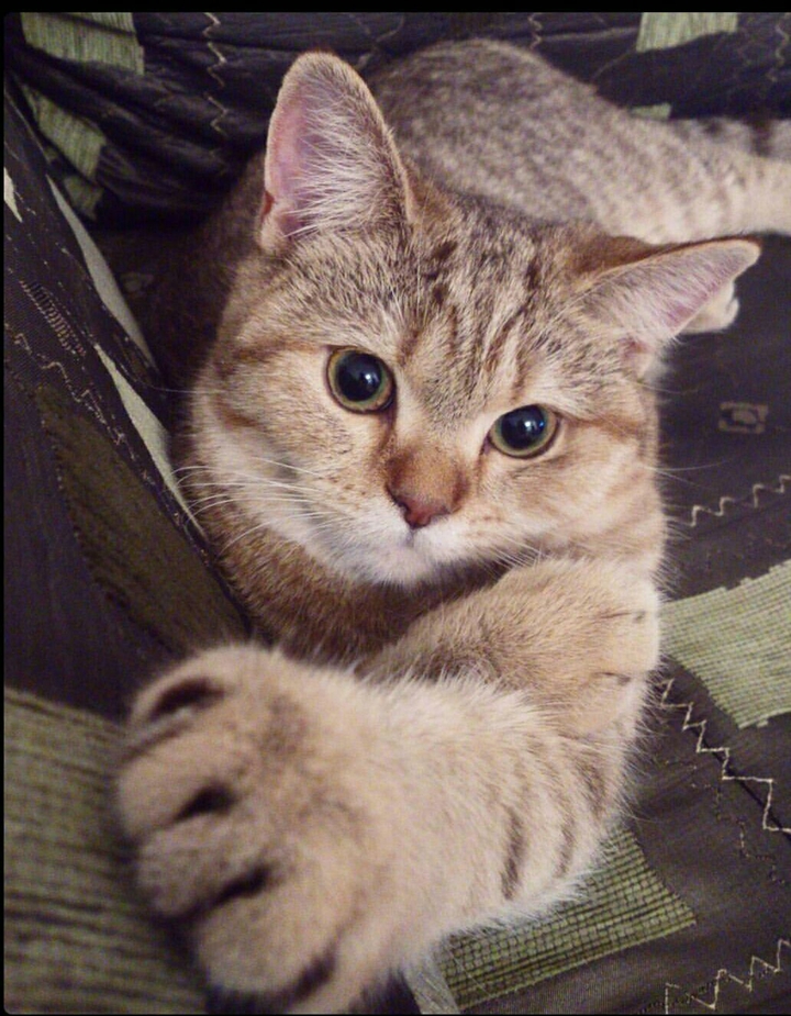 Nice cat
