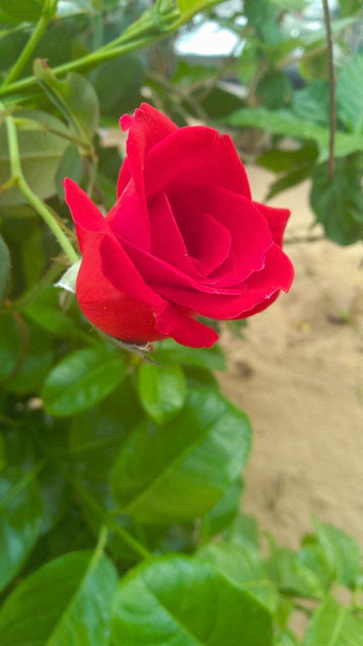 Red Rose ?