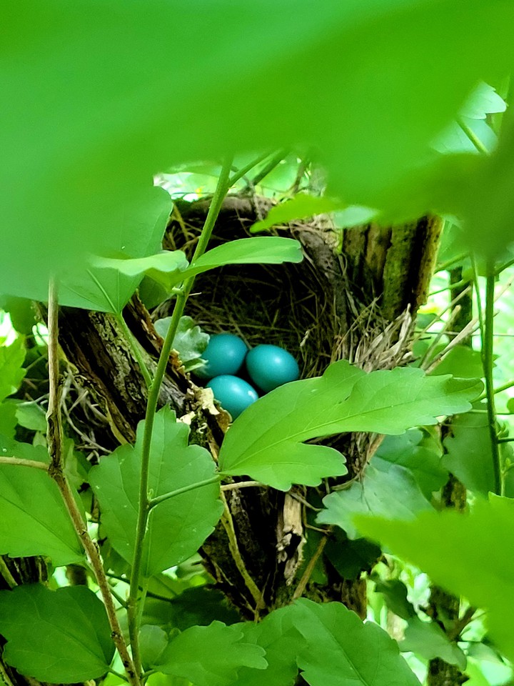Robin eggs
