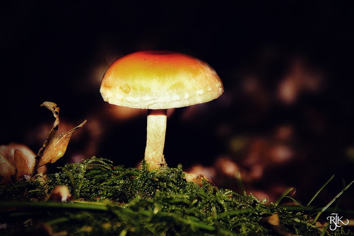 Herfst