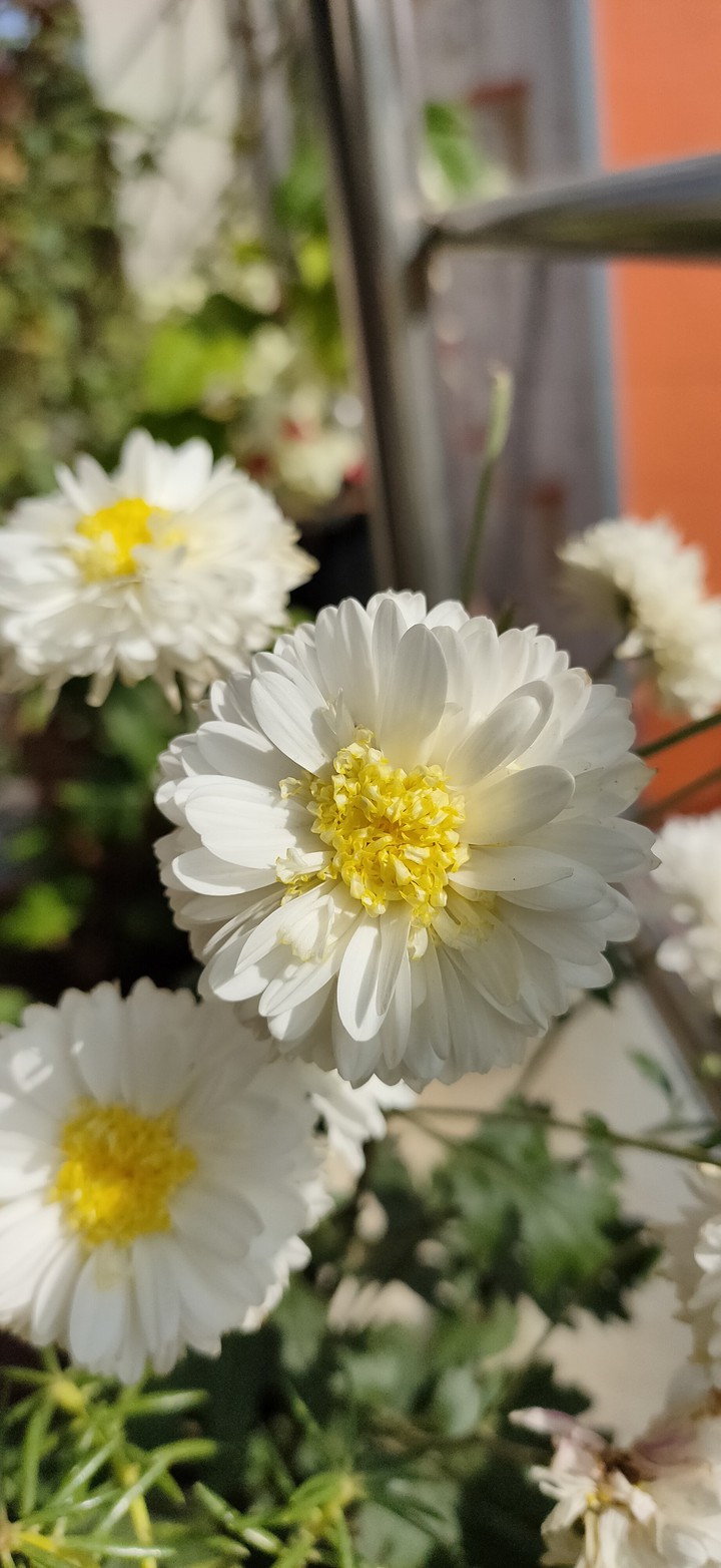 chrysanthemum