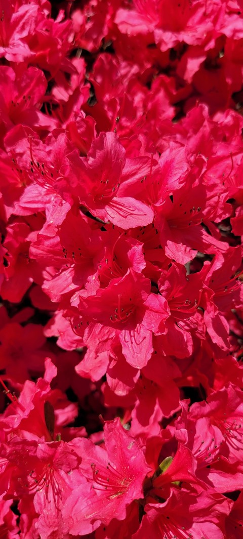 тапети plant, magenta