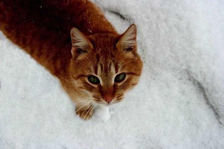 рыжий котик