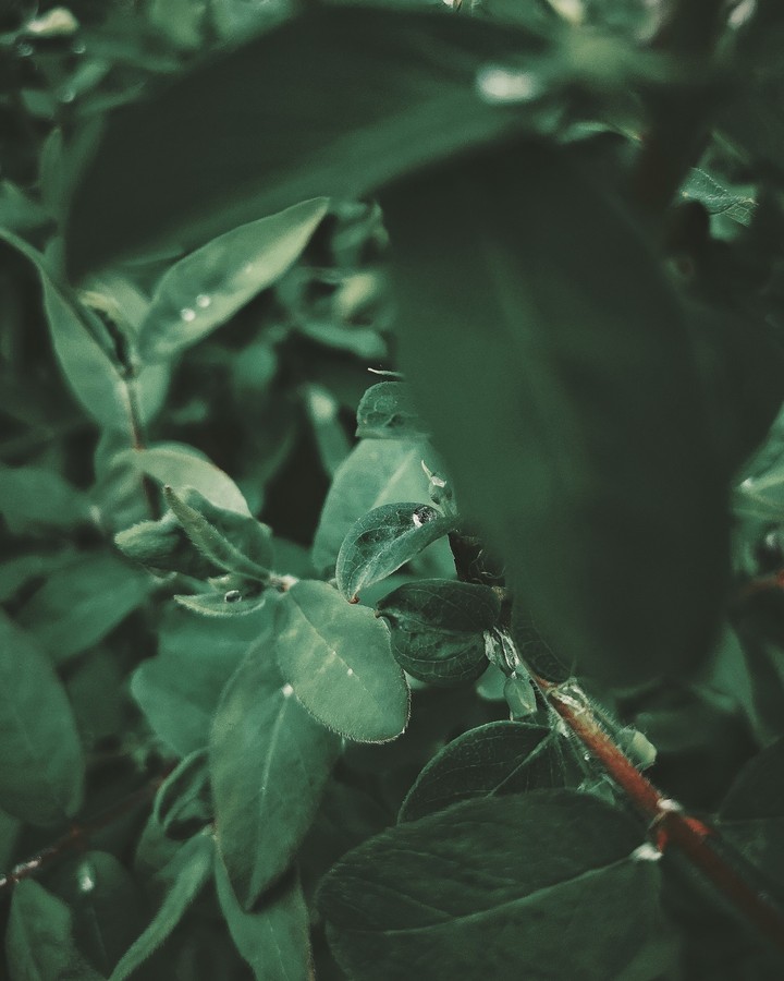 Green leaves