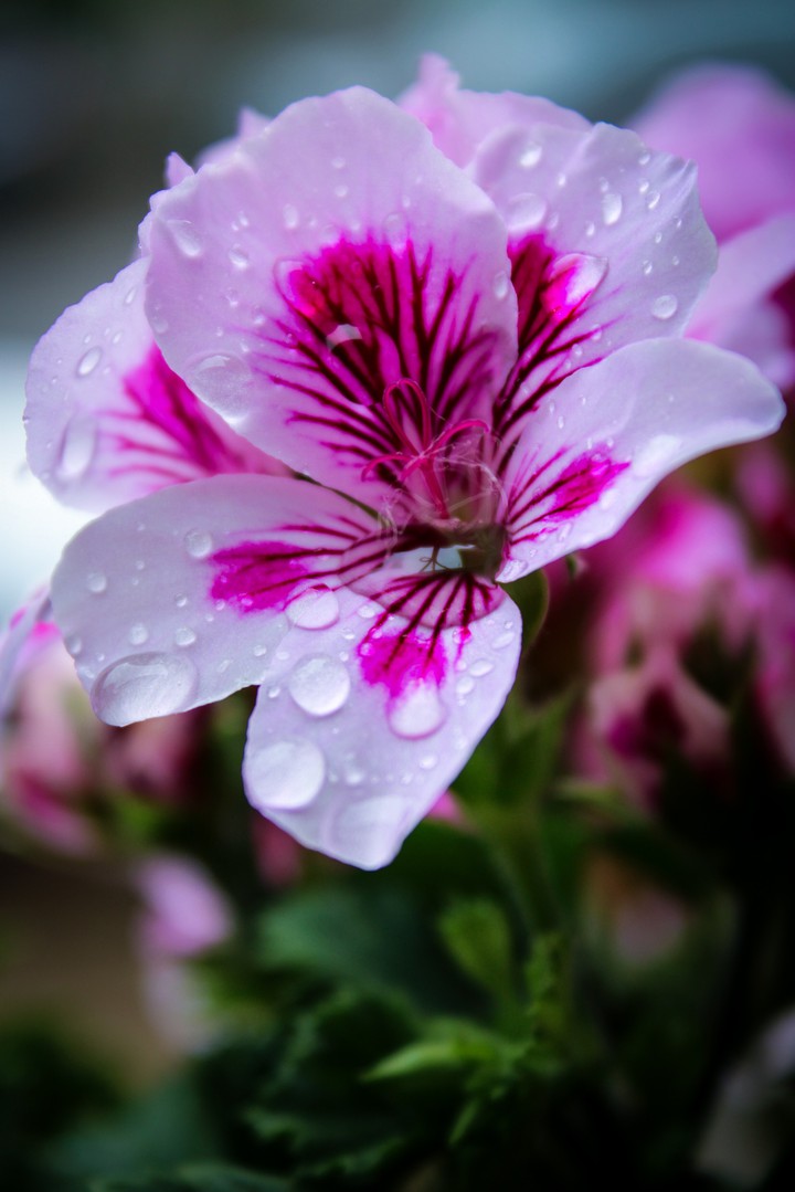 Flower