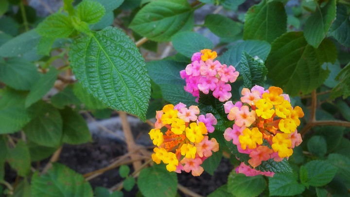 Lovely flowers
