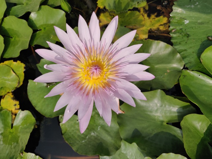 Lotus