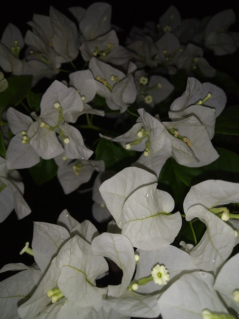 moonlit Bougainville