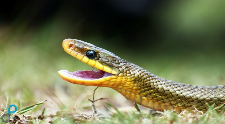 Himalayan trinket snake