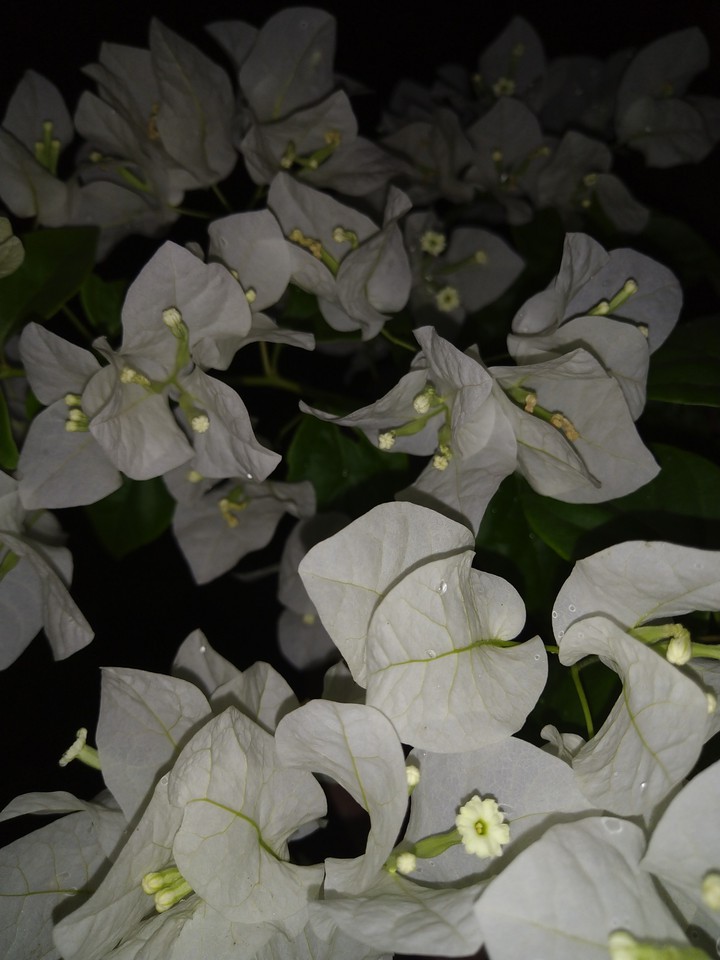 moonlit Bougainville