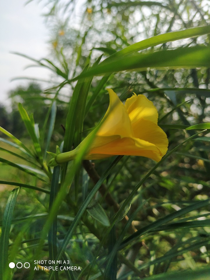 yellow flower