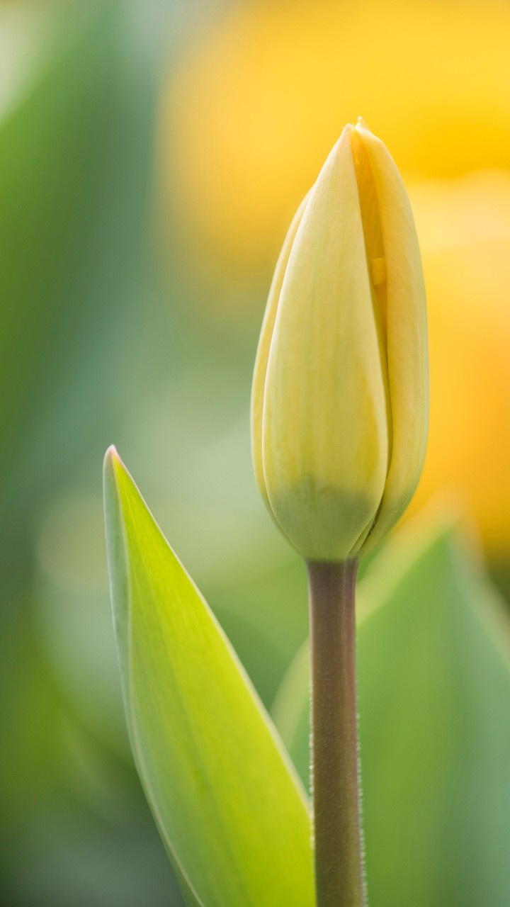 Yellow Flower ready to Bloom