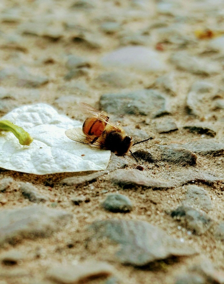 Honeybee...