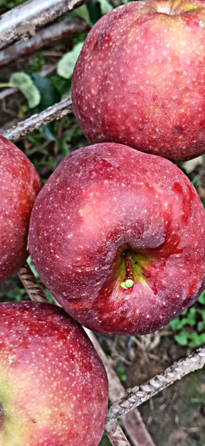 #red #apple #fruits