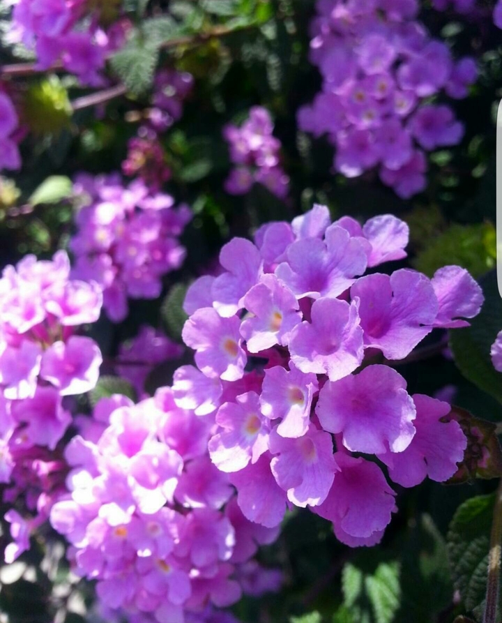 Purple bunches