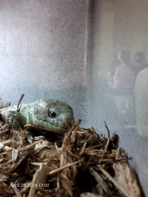 sfondi Straw, nest