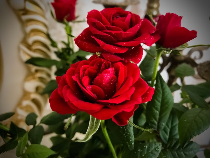 Roses