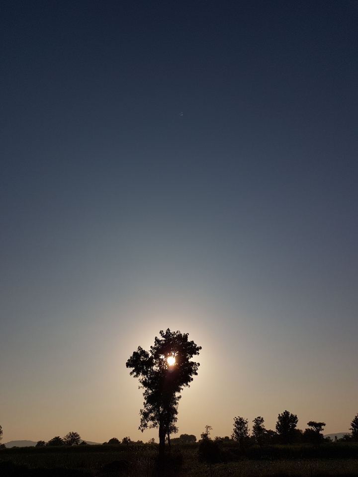 Sunset Tree
