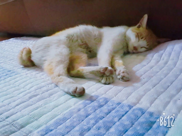 노랭이