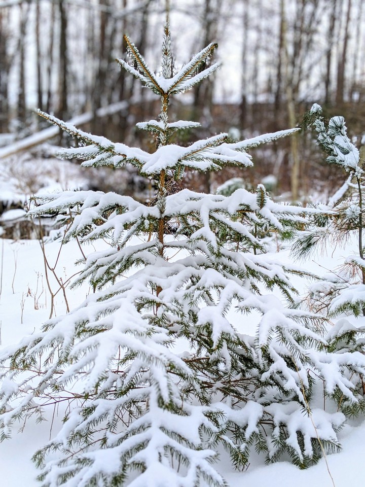 Snow Covered Plant