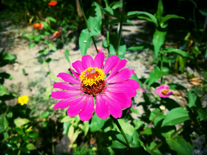 flower