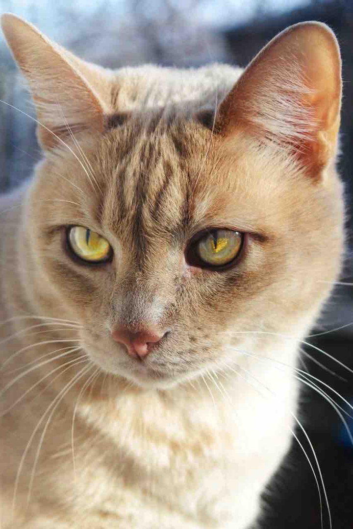 cat
