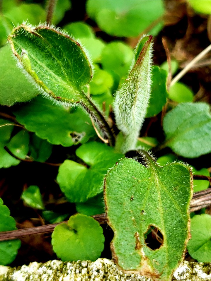 Green & Fuzzy