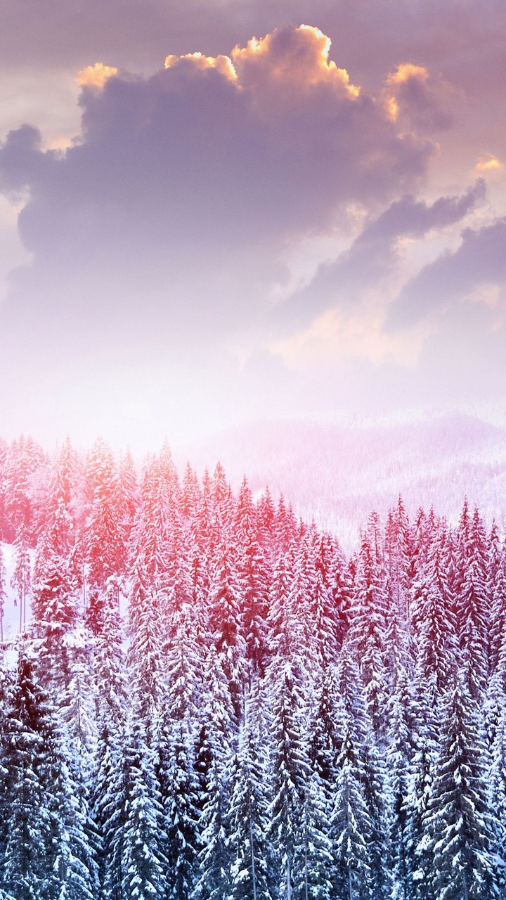 Snowy Trees