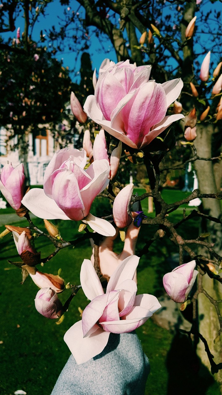 magnolia