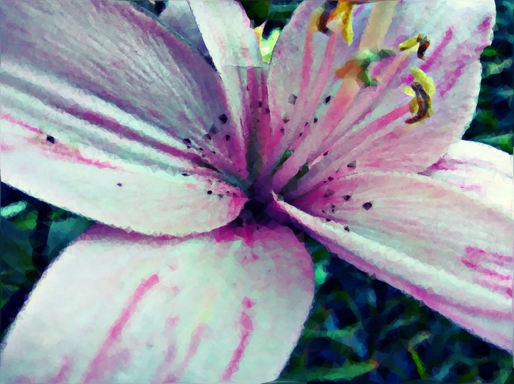 lily