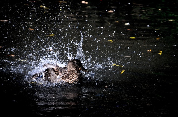 water....!!