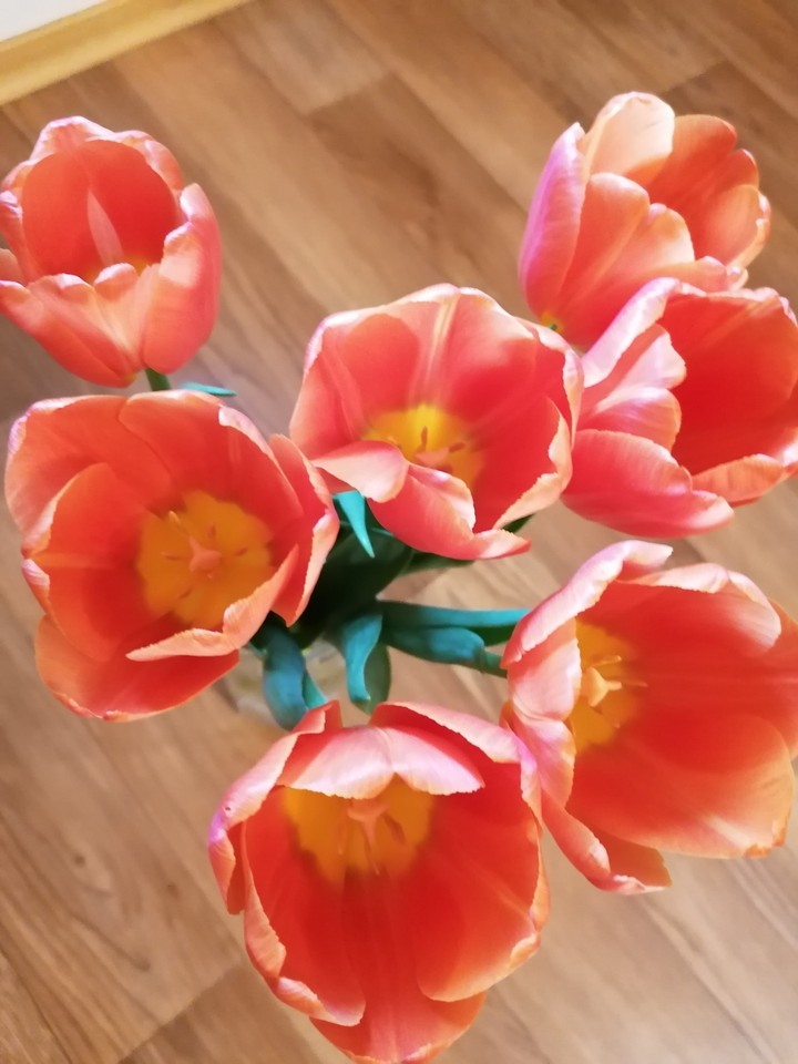 tulips