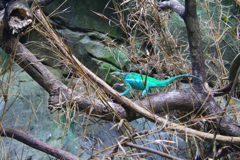 Chameleon, Singapore Zoo